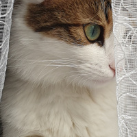 Tekir Kedi, Kedi  Bihter fotoğrafı