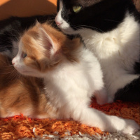 Tuxedo (Smokin) Kedi, Kedi  Derdo fotoğrafı