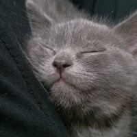 British Shorthair, Kedi  Kükü fotoğrafı