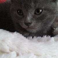 British Shorthair, Kedi  Kükü fotoğrafı