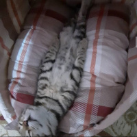 Tekir Kedi, Kedi  Gölge  ömürlük yuvasını arıyor fotoğrafı