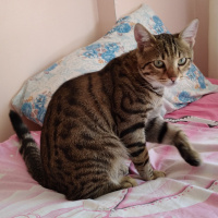 Tekir Kedi, Kedi  Gölge  ömürlük yuvasını arıyor fotoğrafı