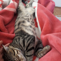 Tekir Kedi, Kedi  Gölge  ömürlük yuvasını arıyor fotoğrafı