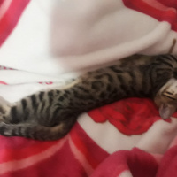 Tekir Kedi, Kedi  Gölge  ömürlük yuvasını arıyor fotoğrafı