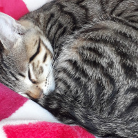 Tekir Kedi, Kedi  Gölge  ömürlük yuvasını arıyor fotoğrafı