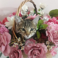 Tekir Kedi, Kedi  Gölge  ömürlük yuvasını arıyor fotoğrafı