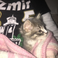Tekir Kedi, Kedi  luna fotoğrafı