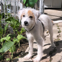 Norfolk Terrier, Köpek  PARS fotoğrafı