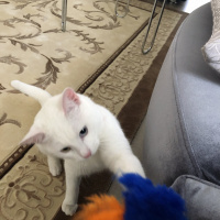 Van Kedisi, Kedi  Boncuk fotoğrafı