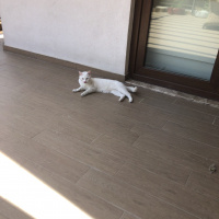 Van Kedisi, Kedi  Boncuk fotoğrafı