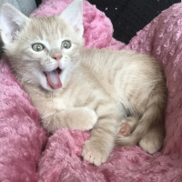 Sarman, Kedi  Badem fotoğrafı