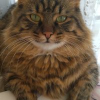 Tekir Kedi, Kedi  Pako fotoğrafı