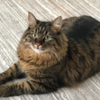 Tekir Kedi, Kedi  Pako fotoğrafı