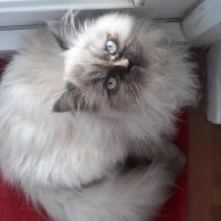 Chinchilla, Kedi  lady fotoğrafı