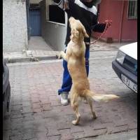 Golden Retriever, Köpek  çilek fotoğrafı