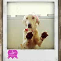 Golden Retriever, Köpek  çilek fotoğrafı