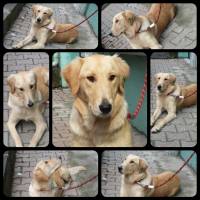 Golden Retriever, Köpek  çilek fotoğrafı