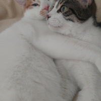 Sarman, Kedi  Lucifer fotoğrafı