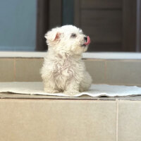 Maltese, Köpek  Camila fotoğrafı