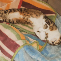 Tekir Kedi, Kedi  Cans fotoğrafı