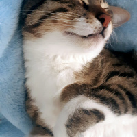 Tekir Kedi, Kedi  Cans fotoğrafı