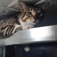 Tekir Kedi, Kedi  Cans fotoğrafı