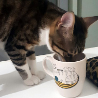 Tekir Kedi, Kedi  Cans fotoğrafı