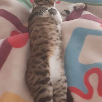 Tekir Kedi, Kedi  Cans fotoğrafı