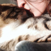 Tekir Kedi, Kedi  Cans fotoğrafı