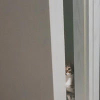 Tekir Kedi, Kedi  Cans fotoğrafı