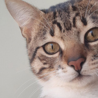 Tekir Kedi, Kedi  Cans fotoğrafı