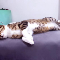 Tekir Kedi, Kedi  Cans fotoğrafı