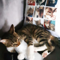 Tekir Kedi, Kedi  Cans fotoğrafı