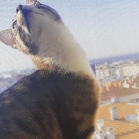 Tekir Kedi, Kedi  Cans fotoğrafı