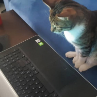 Tekir Kedi, Kedi  Cans fotoğrafı