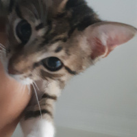 Tekir Kedi, Kedi  Cans fotoğrafı