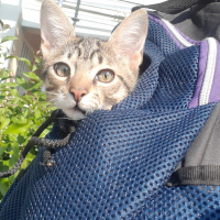 Tekir Kedi, Kedi  Cans fotoğrafı