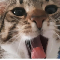 Tekir Kedi, Kedi  Cans fotoğrafı