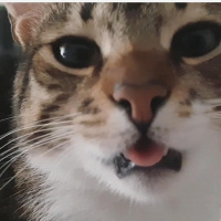 Tekir Kedi, Kedi  Cans fotoğrafı