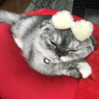 Scottish Fold, Kedi  Miya fotoğrafı