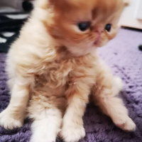 Exotic Shorthair, Kedi  Sütlaç fotoğrafı