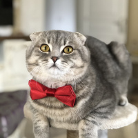Scottish Fold, Kedi  Müdür bey fotoğrafı