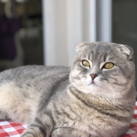 Scottish Fold, Kedi  Müdür bey fotoğrafı