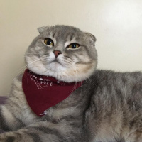 Scottish Fold, Kedi  Müdür bey fotoğrafı