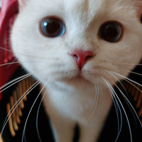 British Shorthair, Kedi  Pamuk fotoğrafı