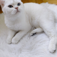 British Shorthair, Kedi  Pamuk fotoğrafı