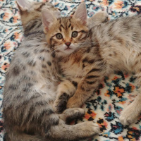 Sarman, Kedi  Şila fotoğrafı