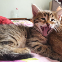 Sarman, Kedi  Şila fotoğrafı