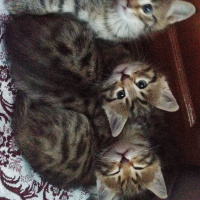 Sarman, Kedi  Şila fotoğrafı