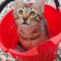 Sarman, Kedi  Şila fotoğrafı